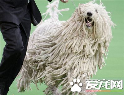 可蒙犬怎麼養 洋蔥是絕對不可以喂給狗吃的