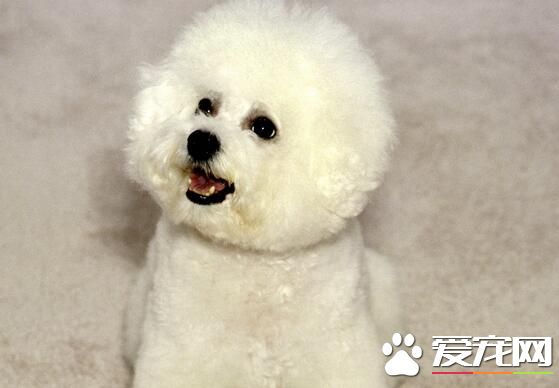 卷毛比熊犬喂養 每天的飼料應配肉類150到180克