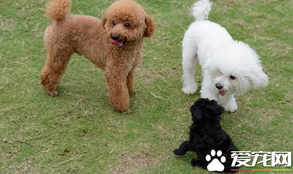 卷毛比熊犬喂養 每天的飼料應配肉類150到180克