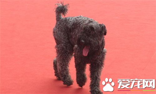 凱利藍梗適合家養嗎 一種十分愛運動的家養犬