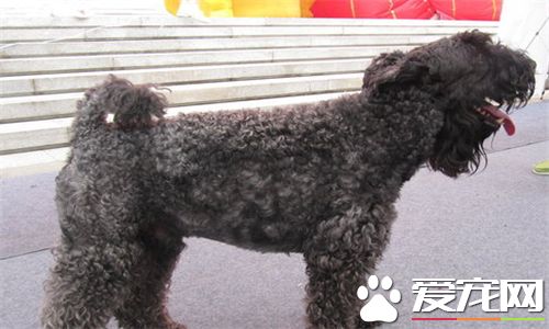 凱利藍梗適合家養嗎 一種十分愛運動的家養犬