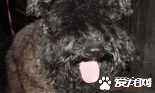 凱利藍梗適合家養嗎 一種十分愛運動的家養犬