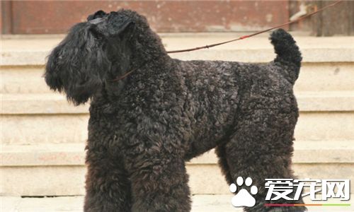凱利藍梗飼養要點 每天只需喂一回散步後吃個八分飽