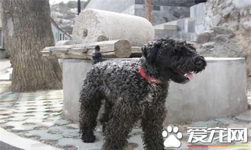 凱利藍梗飼養要點 每天只需喂一回散步後吃個八分飽