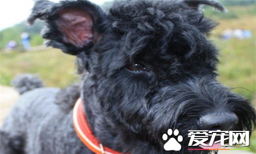 凱利藍梗飼養要點 每天只需喂一回散步後吃個八分飽