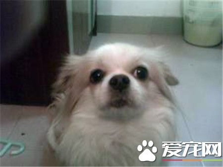 蝴蝶犬要怎麼養 3個月內蝴蝶犬每天至少喂3到4次