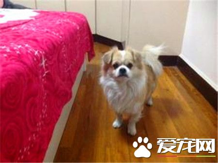 蝴蝶犬要怎麼養 3個月內蝴蝶犬每天至少喂3到4次