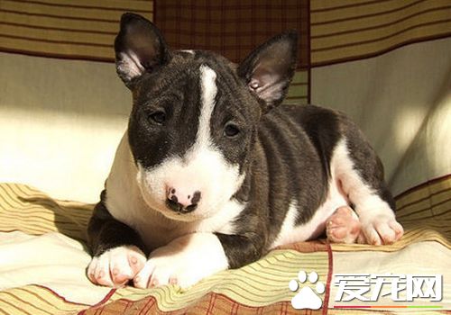 迷你牛頭梗幼犬怎麼喂 每天需要喂食3到4頓