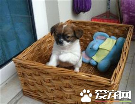 蝴蝶犬要怎麼養 3個月內蝴蝶犬每天至少喂3到4次
