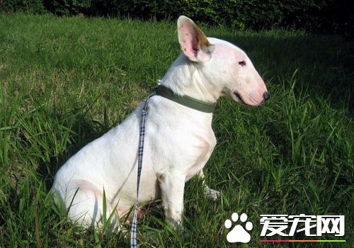 迷你牛頭梗幼犬怎麼喂 每天需要喂食3到4頓