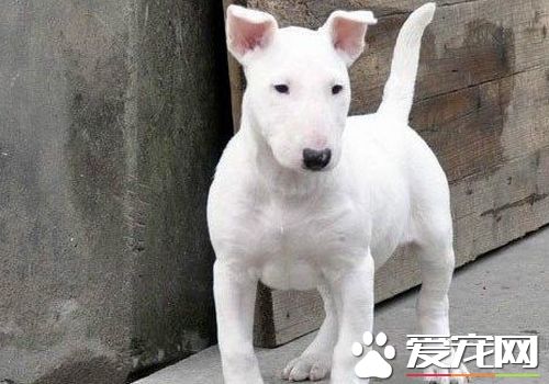 迷你牛頭梗幼犬怎麼喂 每天需要喂食3到4頓