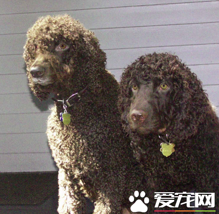 愛爾蘭雪達犬的技能 愛爾蘭雪達犬怎麼訓練