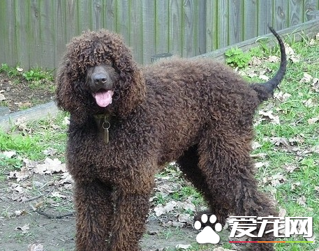 愛爾蘭雪達犬的技能 愛爾蘭雪達犬怎麼訓練