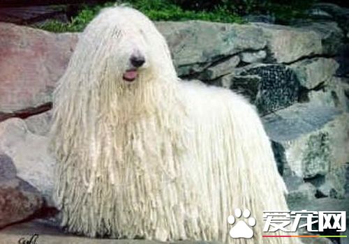 波利犬怎麼大小便 初期培養時要適當控制食量