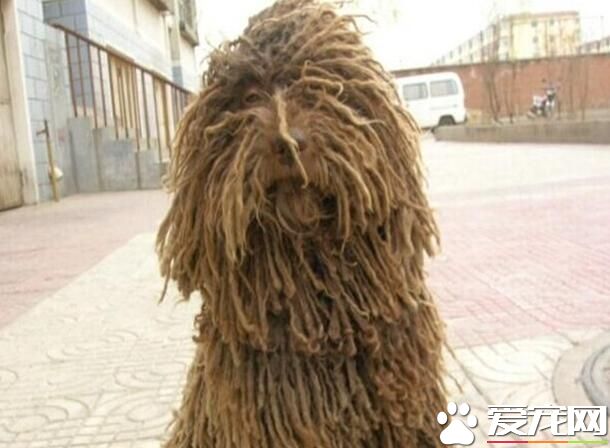 波利犬怎麼大小便 初期培養時要適當控制食量