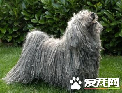 波利犬怎麼大小便 初期培養時要適當控制食量