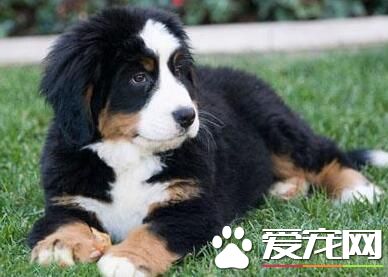 伯恩山犬初養適應度 吃飯時間限制在10分鐘