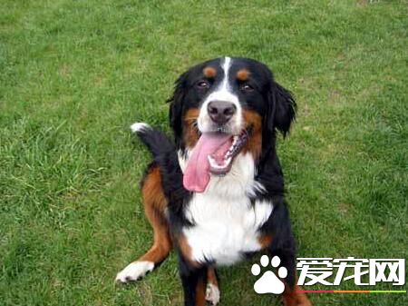 伯恩山犬初養適應度 吃飯時間限制在10分鐘