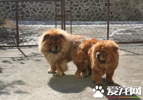 松獅犬好調教麼 應該從簡單的習慣和生活態度開始