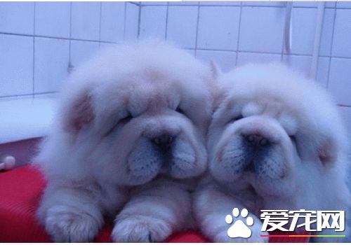 松獅犬好調教麼 應該從簡單的習慣和生活態度開始