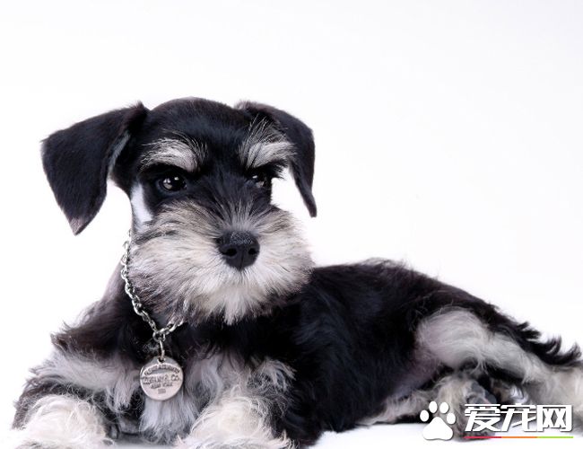 迷你雪納瑞犬怎麼喂養 含有大量脂肪的肉類不能喂