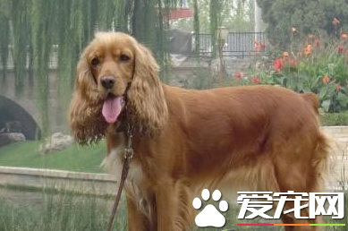 美國可卡犬怎麼養 一般每天需喂食肉類250到350克