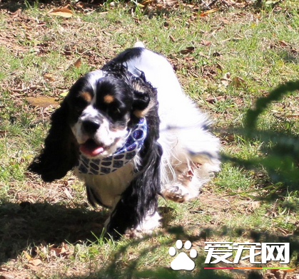 美國可卡犬怎麼養 一般每天需喂食肉類250到350克