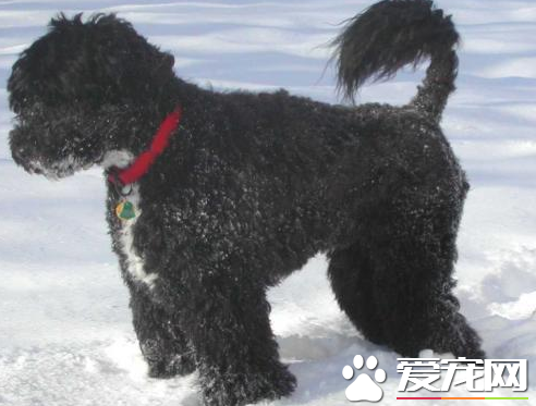 葡萄牙水犬喜歡吃什麼 要適當給狗狗補充鈣粉