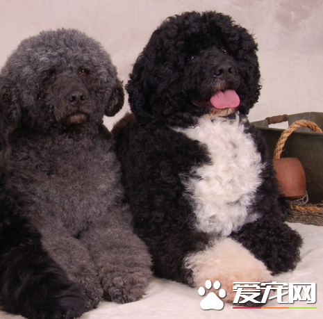 葡萄牙水犬怎麼洗澡 洗澡水溫保持在35到38度