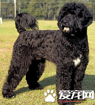 葡萄牙水犬怎麼洗澡 洗澡水溫保持在35到38度