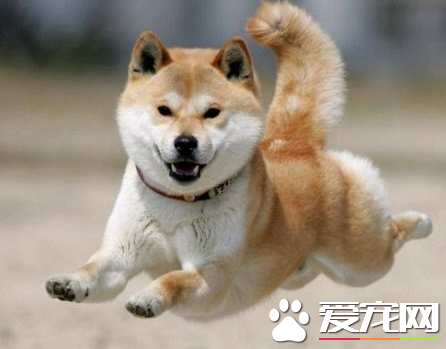 日本秋田犬是柴犬嗎 秋田犬和柴犬是不同的狗狗