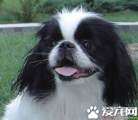 日本仲飼養 平常應用硼酸水洗眼保持清潔