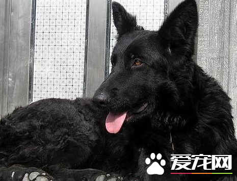 如何辨別比利時牧羊犬 非常勻稱的正方形比例的狗