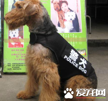 如何分辨純種萬能梗 萬能梗頭部和耳朵為棕色