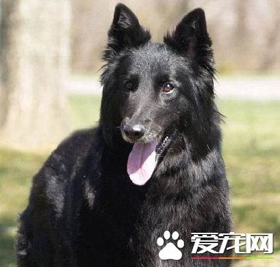 如何辨別比利時牧羊犬 非常勻稱的正方形比例的狗