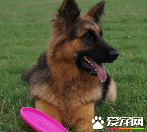 如何飼養德國牧羊犬 動物性飼料是犬的主食