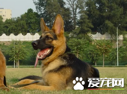 如何飼養德國牧羊犬 動物性飼料是犬的主食