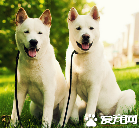秋田犬鑒別 秋田犬頭部寬闊形成一個鈍三角形