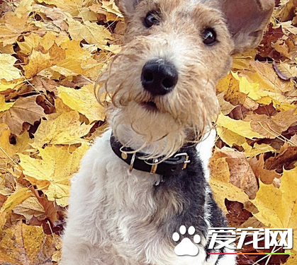 如何喂養剛毛獵狐梗 每次喂飼的份量少並易於消化