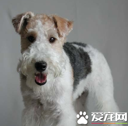 如何辨別剛毛獵狐梗 耳朵呈V字形很小中等厚度
