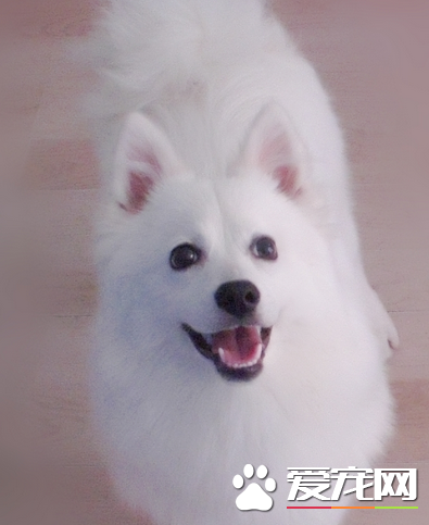 如何分辨銀狐犬純不純 銀狐犬比較喜歡吠叫