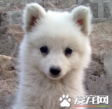 如何飼養銀狐犬 用幼犬狗糧或者幼犬羊奶粉喂狗