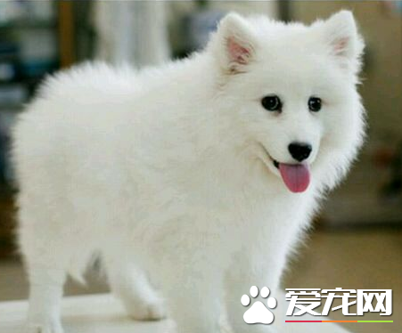 如何飼養銀狐犬 用幼犬狗糧或者幼犬羊奶粉喂狗