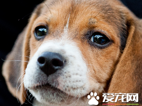 如何讓比格犬安靜下來 運動可以消耗狗狗的體力