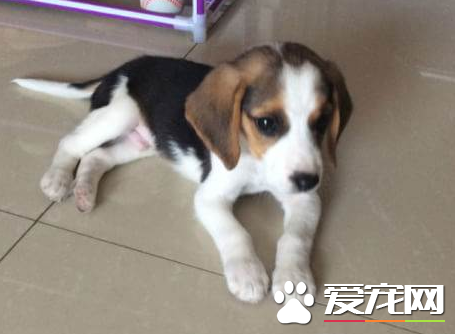 如何防止比格犬咬東西 要當著比格犬的面說不行