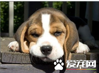 如何讓比格犬安靜下來 運動可以消耗狗狗的體力