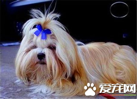 拉薩犬和西施犬的區別 拉薩犬擁有一個好嗓音