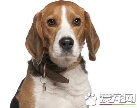 如何防止比格犬咬東西 要當著比格犬的面說不行