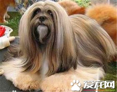 拉薩犬和西施犬的區別 拉薩犬擁有一個好嗓音