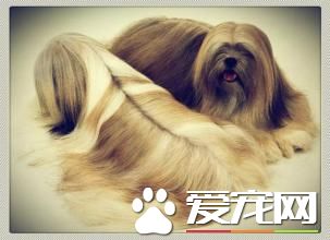 拉薩犬一般怎麼大小便 及時帶它到衛生間